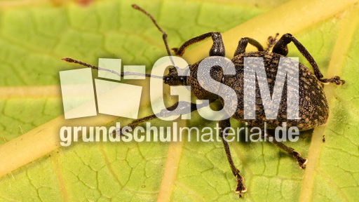 Kompakter Dickmaulrüssler (3).jpg